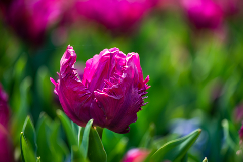 Kukenhof Gardens in Spring Time